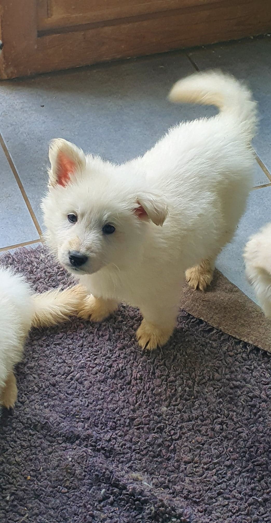coucou toi