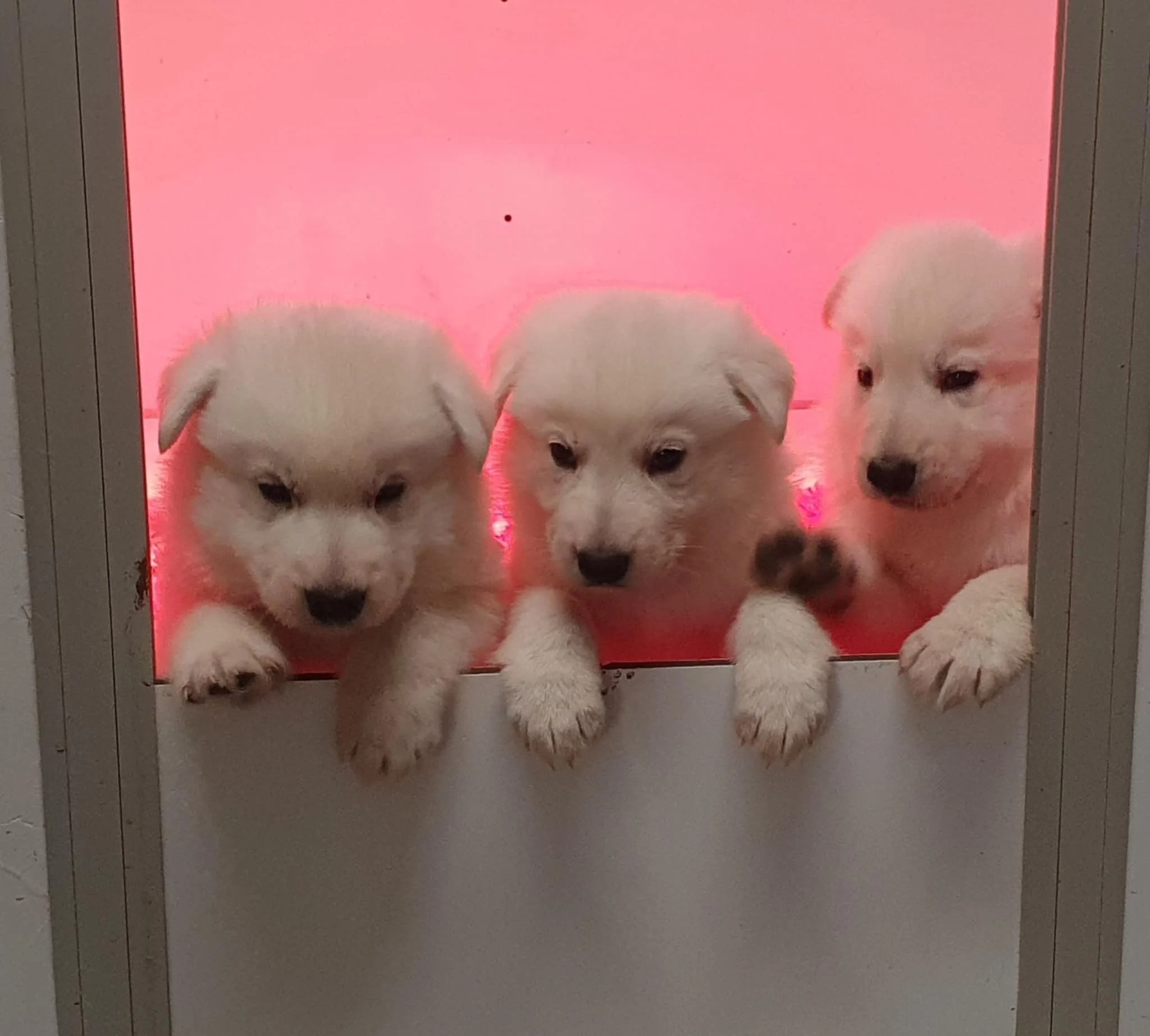 4 semaines