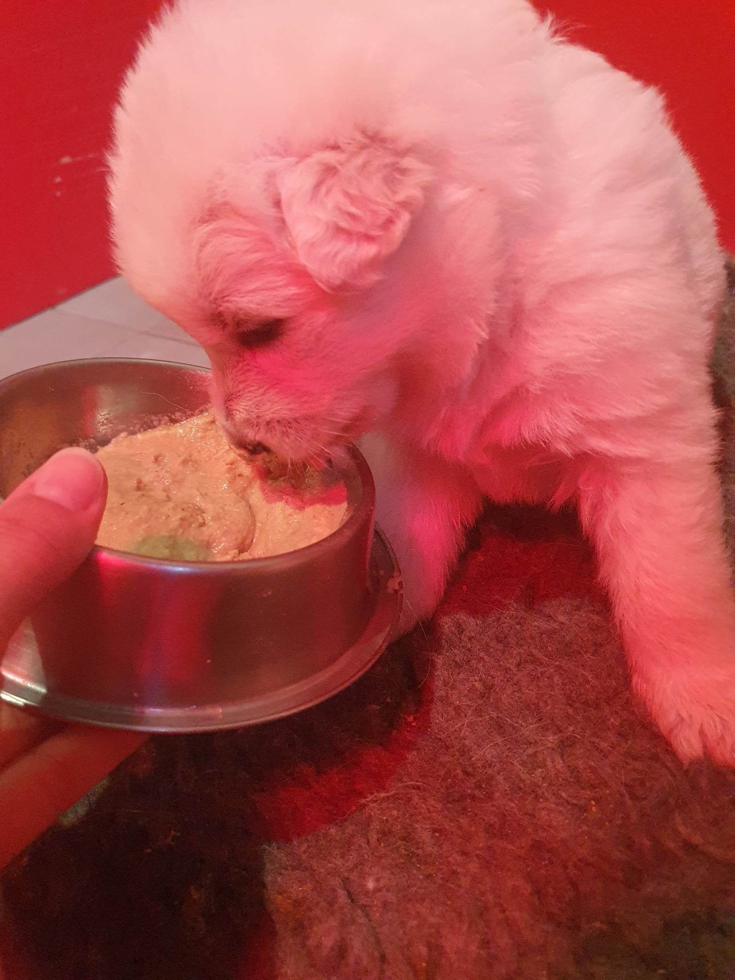 ca ce mange ?