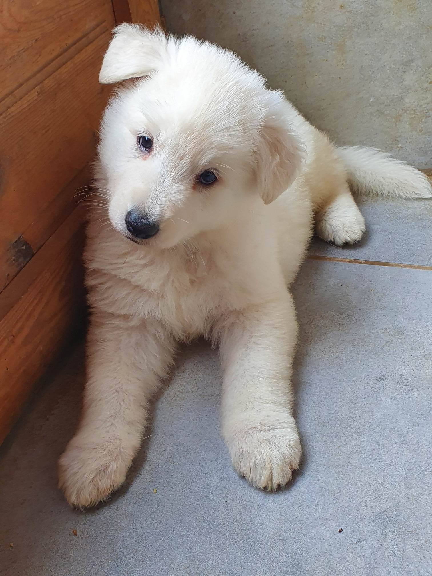 coucou toi