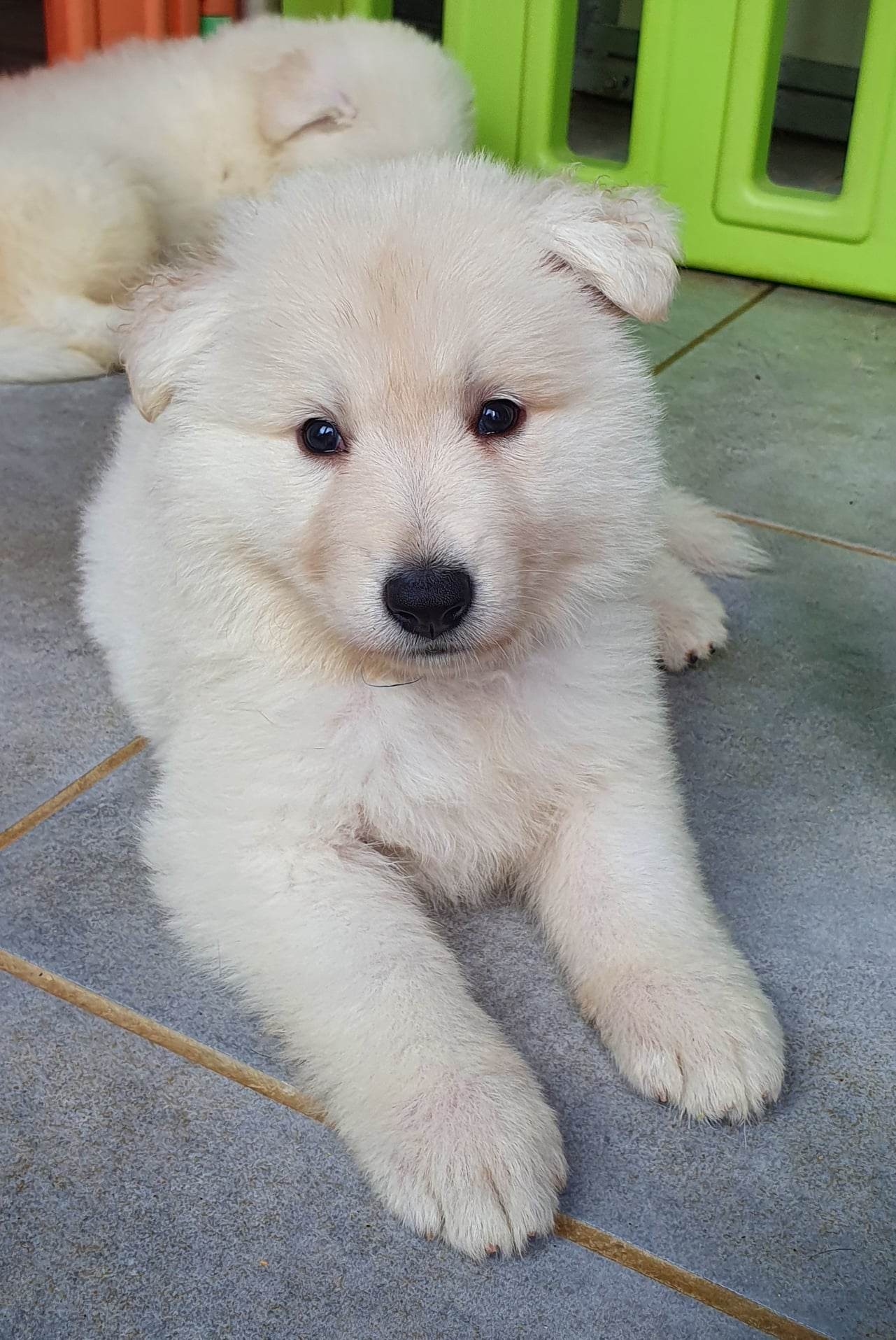bonne bouille 