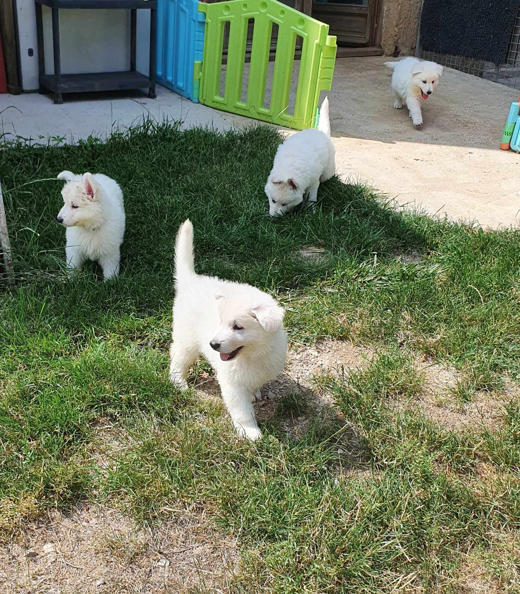 7 semaines