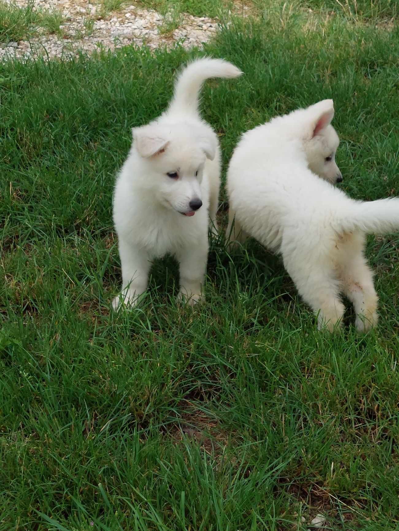 coucou