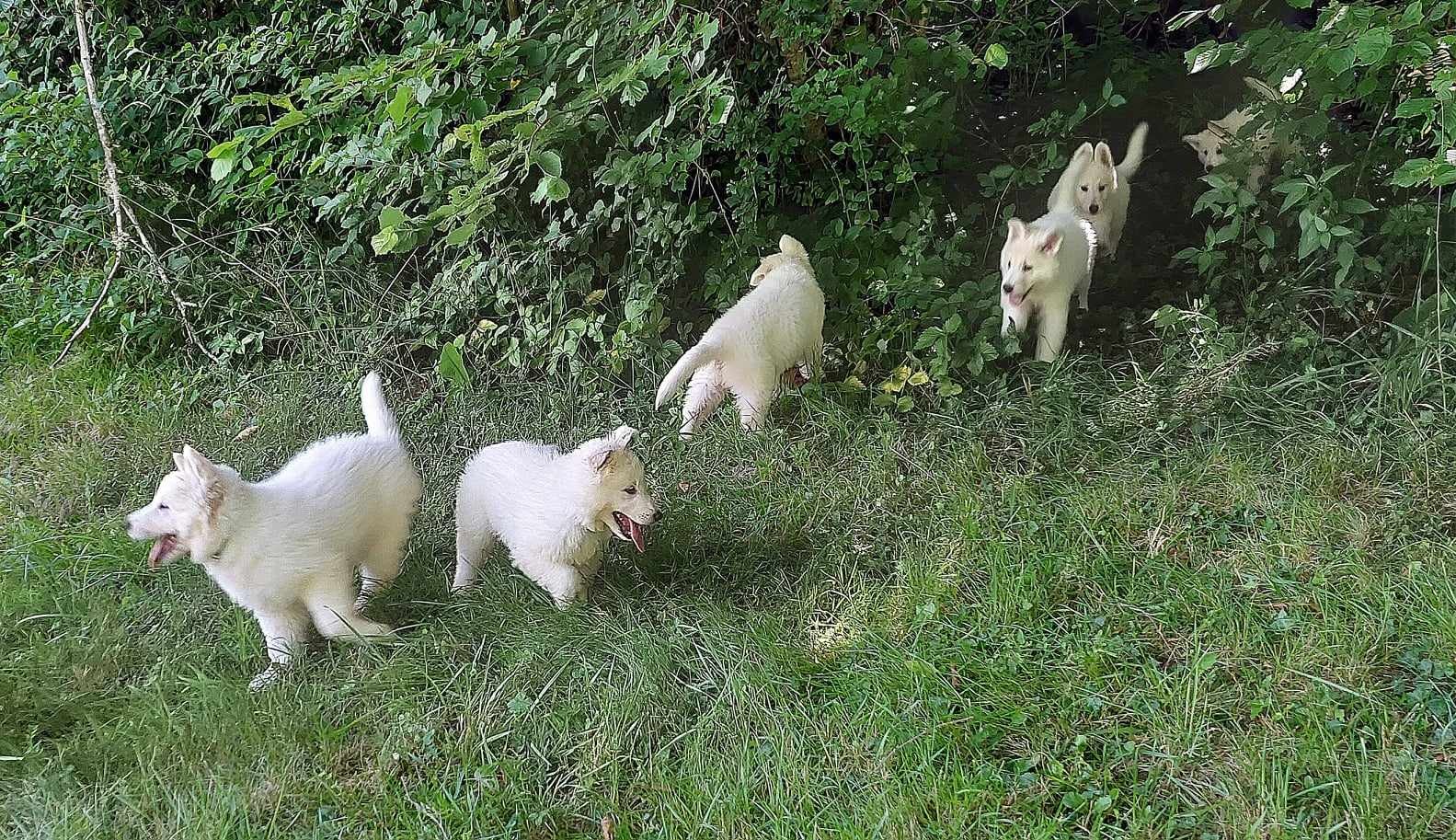 les ptis loups