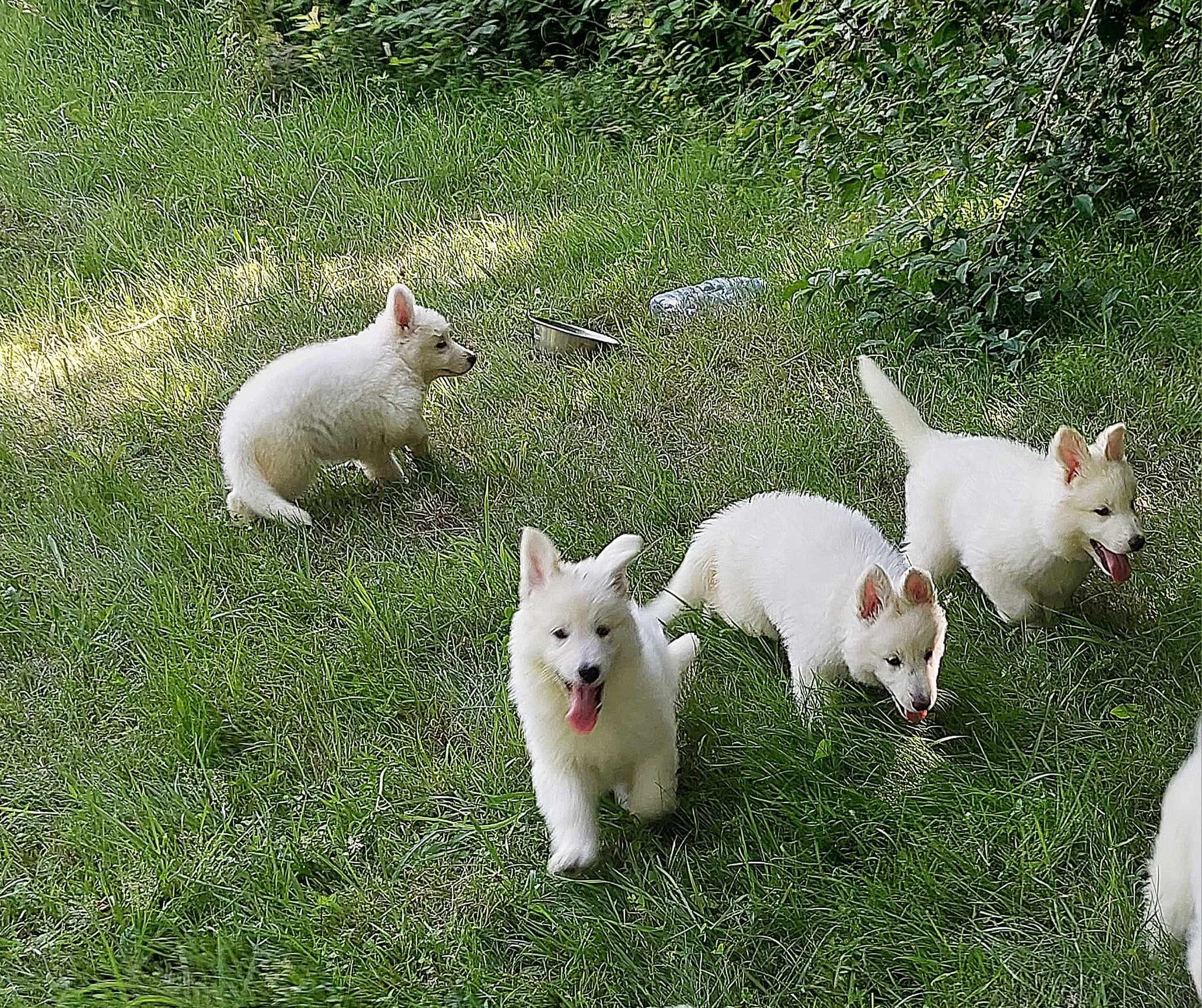 la troupe