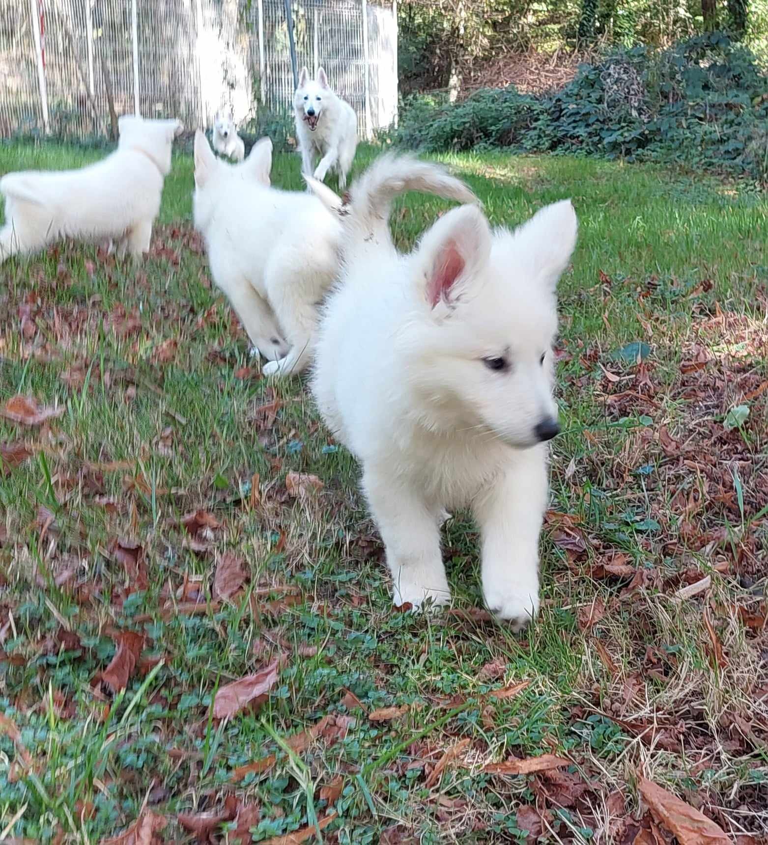 de vrais petits loups