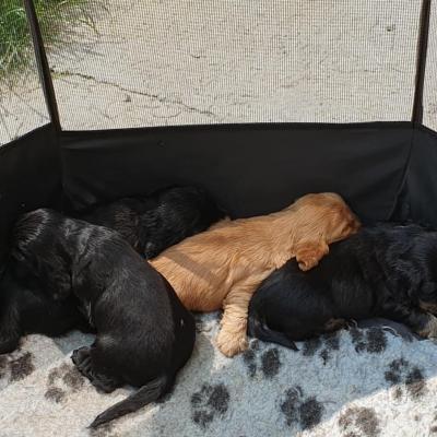 4 semaines passées