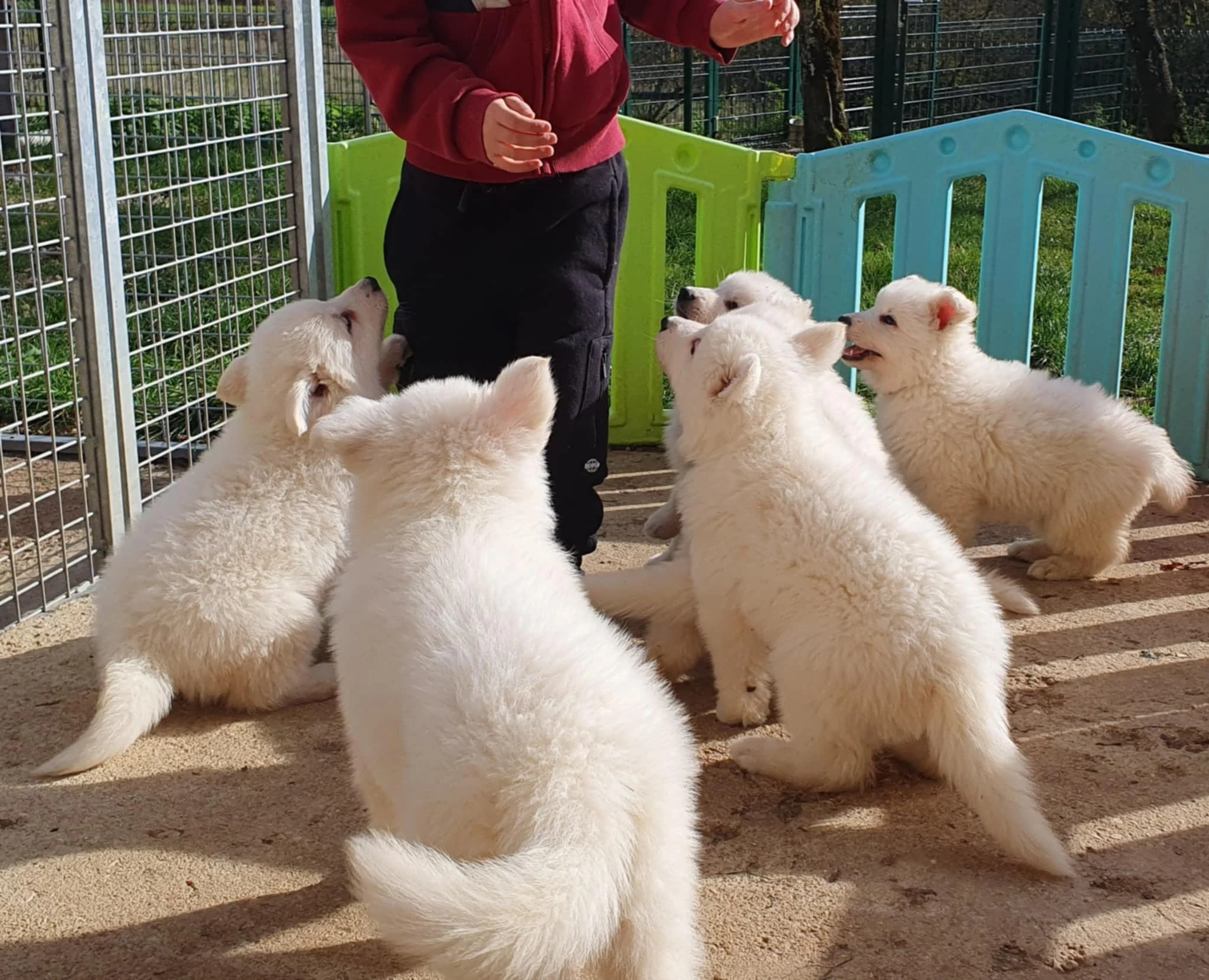 écoutons le il a l'air sage 
