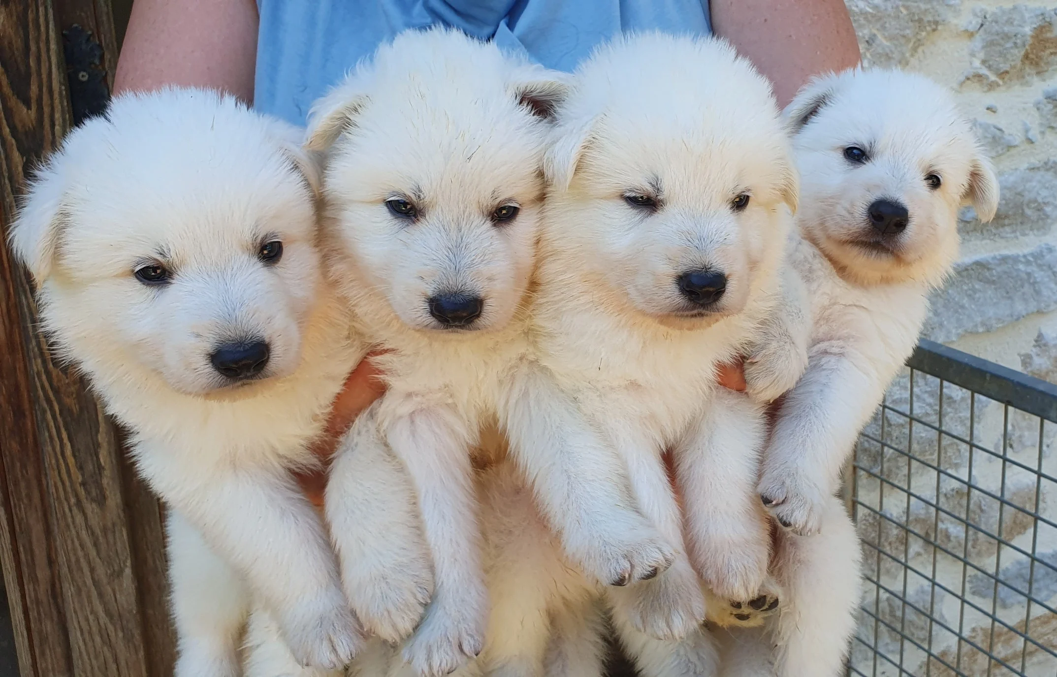 4 garcons