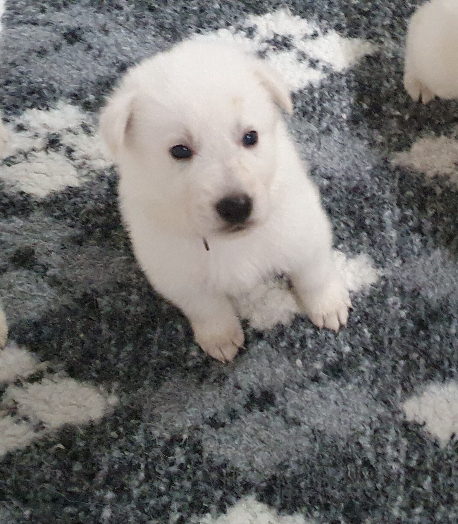 petite bouille