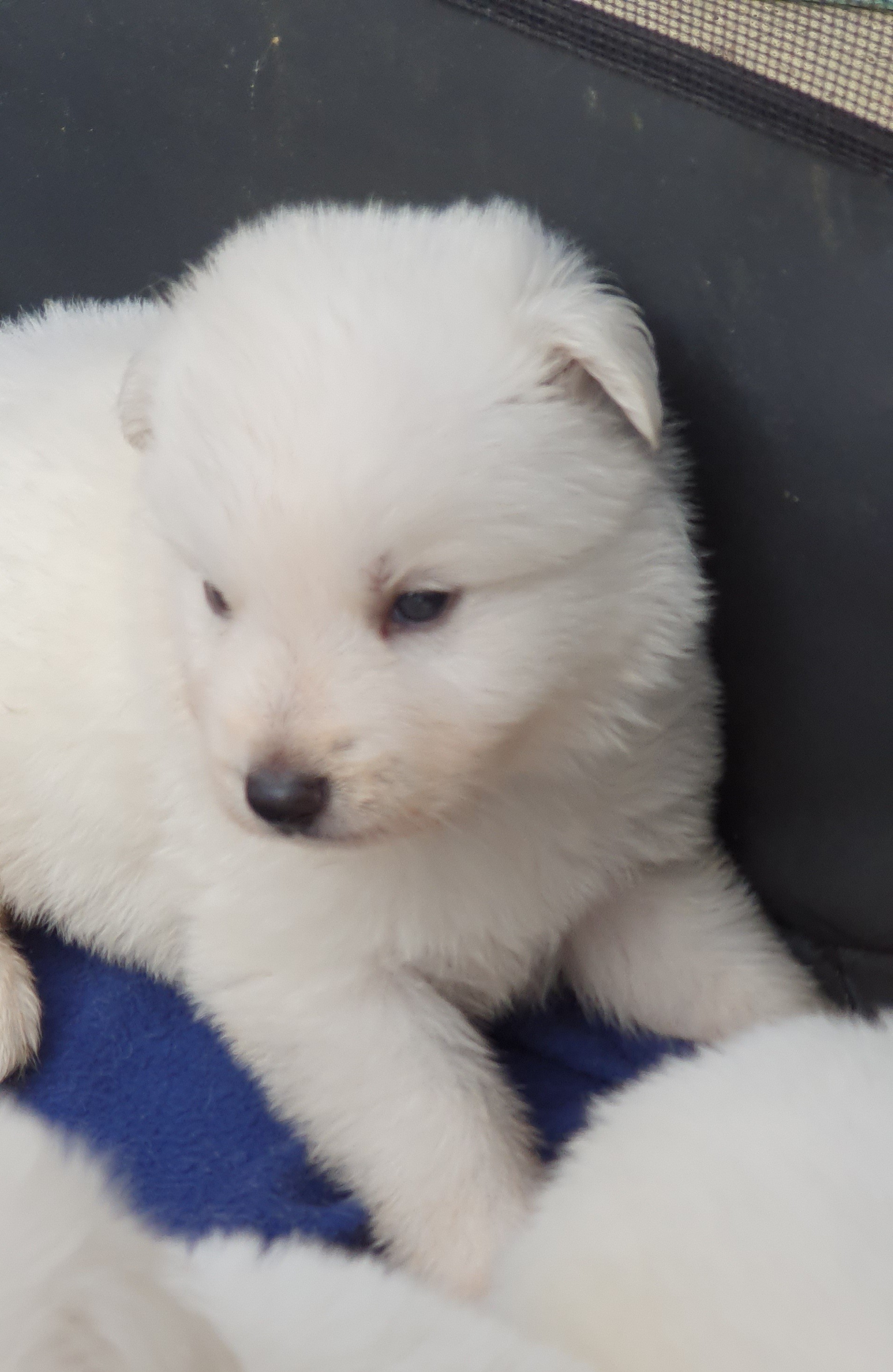 petite bouille