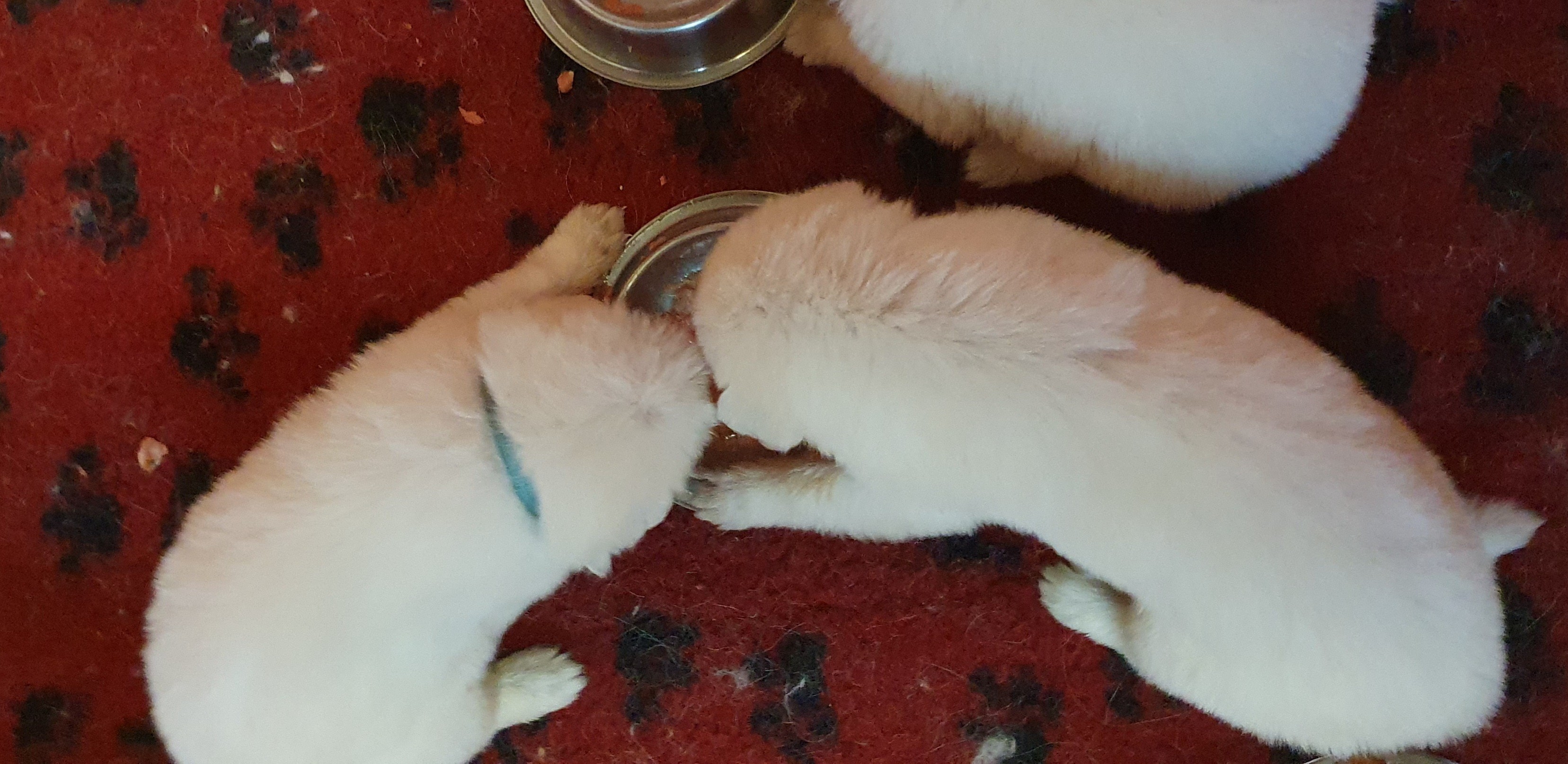 4 semaines