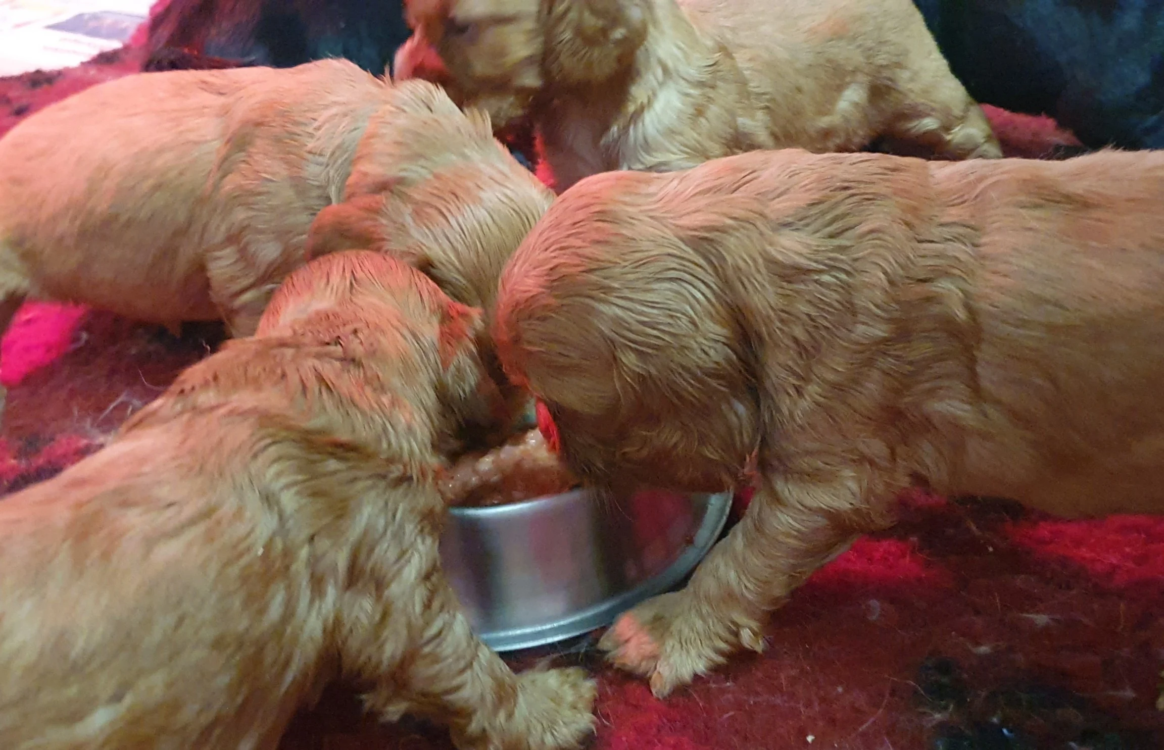 les bouilles sont là !