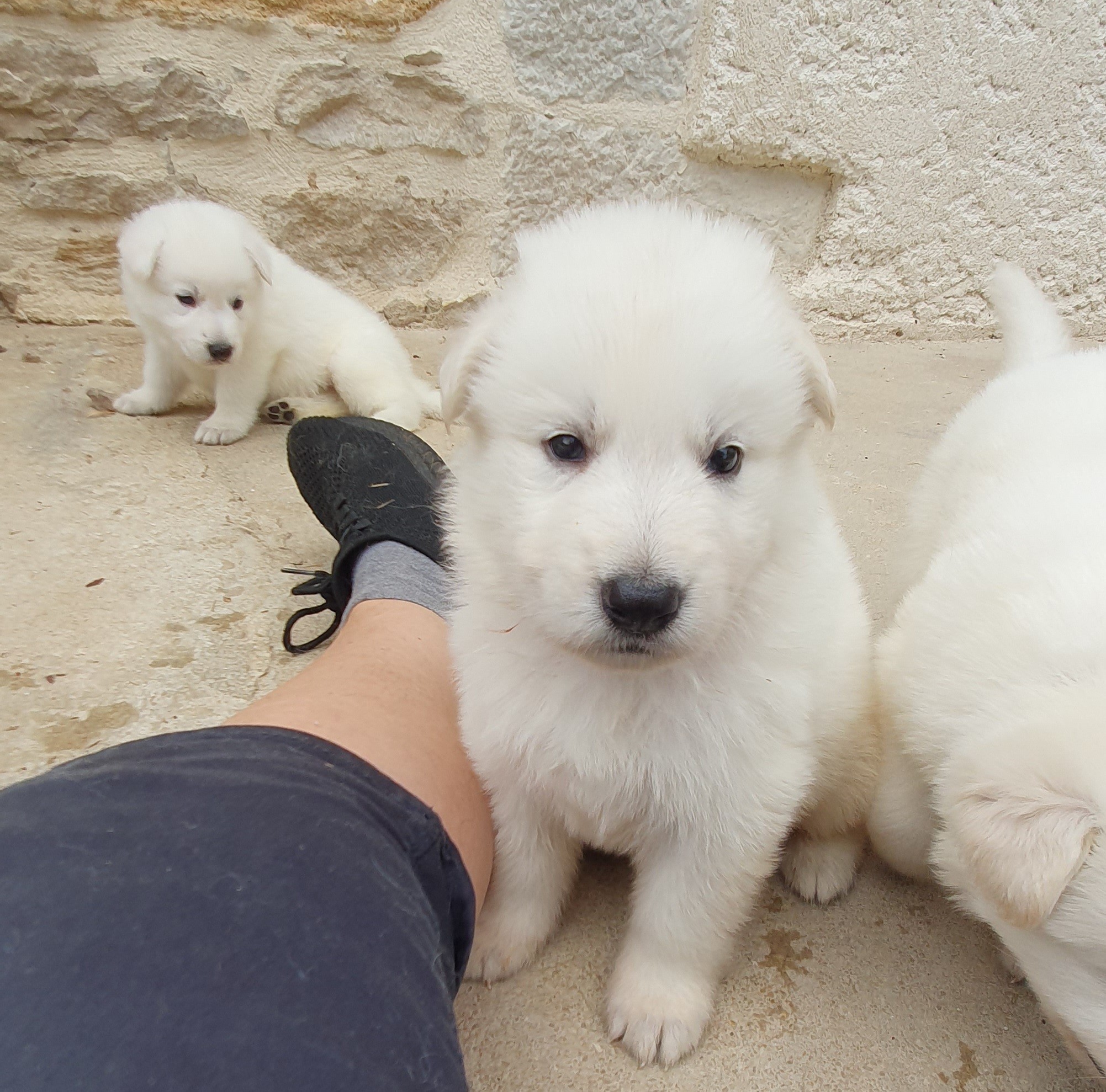petite bouille 