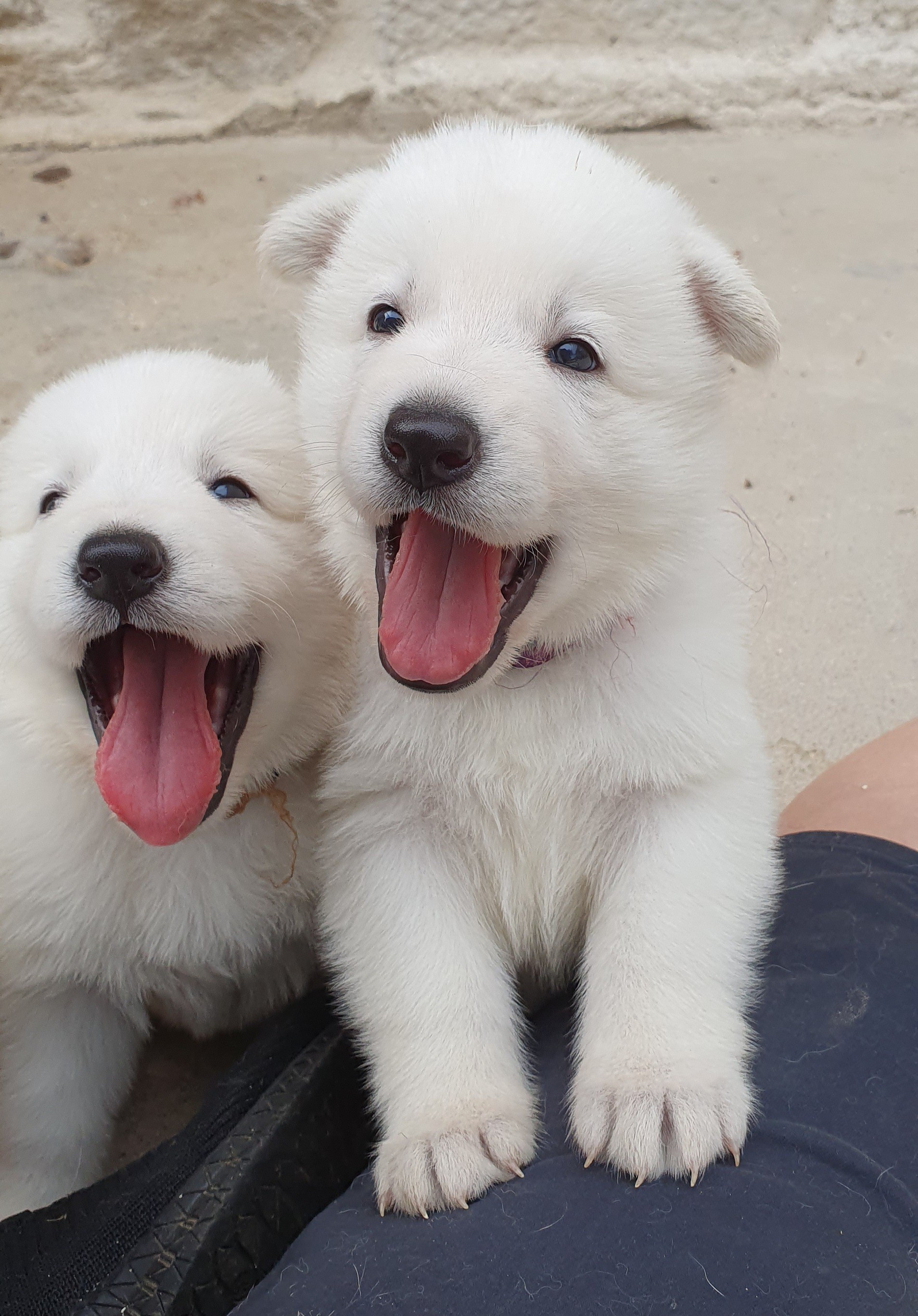 coucou c'est nous !