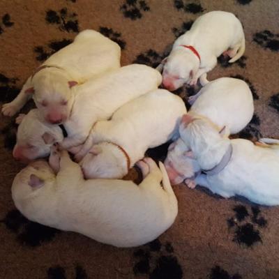 1 jour les petits boudins 