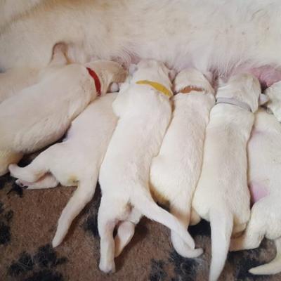 5 jours pour les petits loups