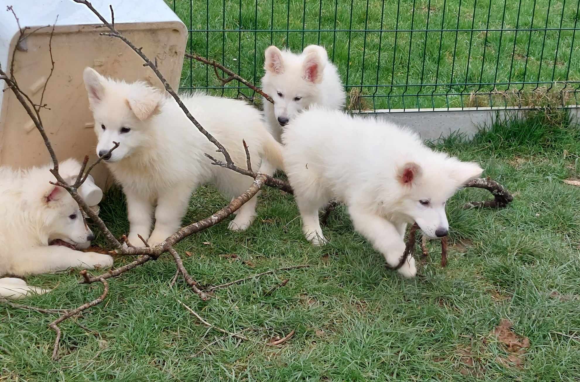 haaa les branches , quel super jeu !