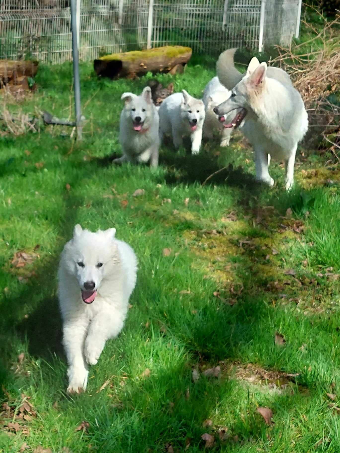 les petits loups qui grandissent bien