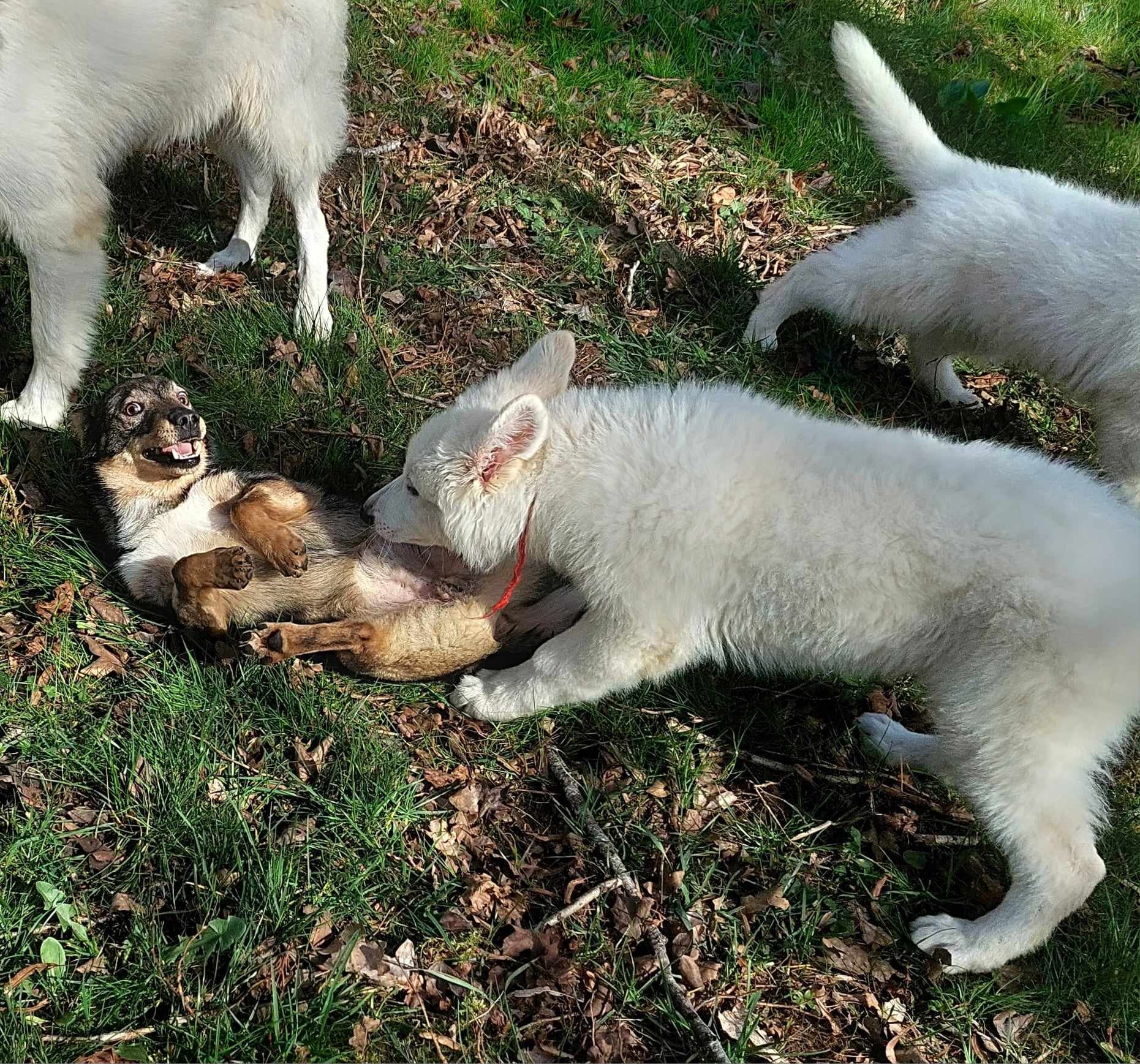 avec notre copain spitz