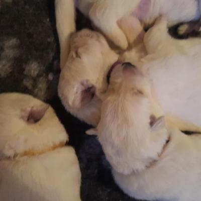 calin