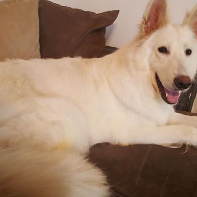 pendant que ça dors Lolita en profite pour réinvestir le canapé !