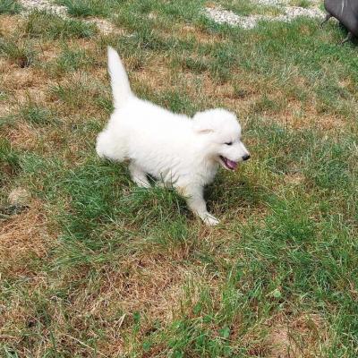 Chiots CH.Lady x CH.Aro 12juin24