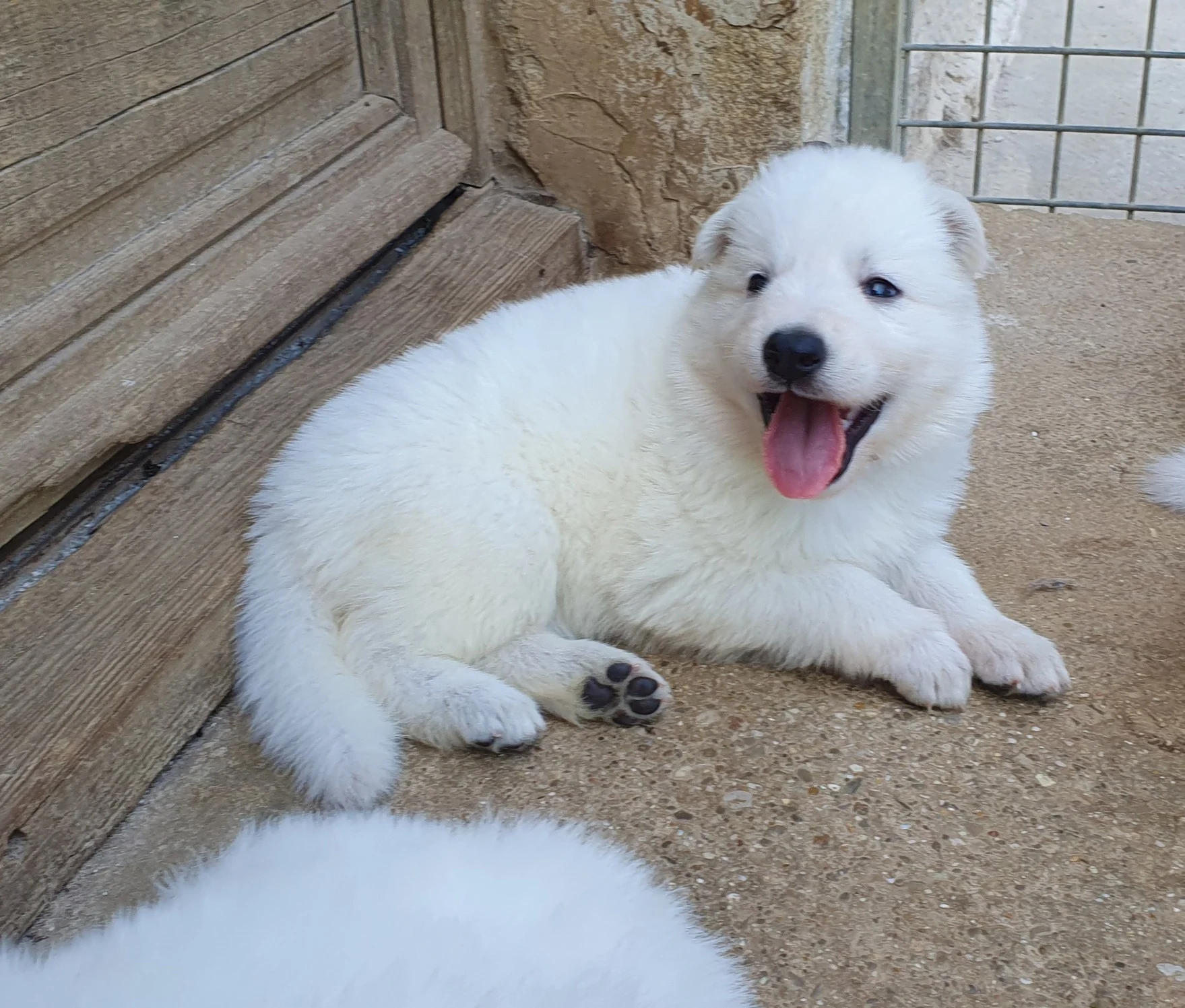 petite bouille