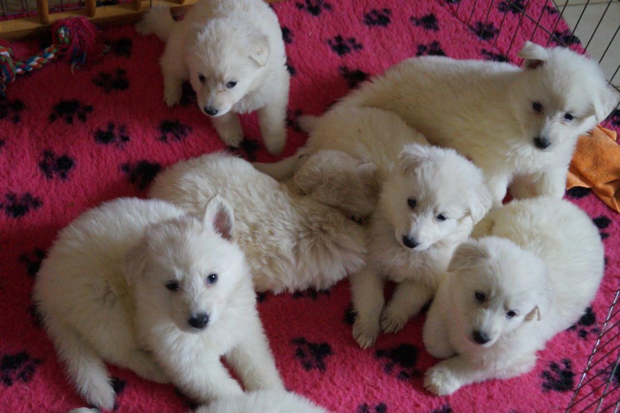 ca pousse !! 5 semaines et demi 