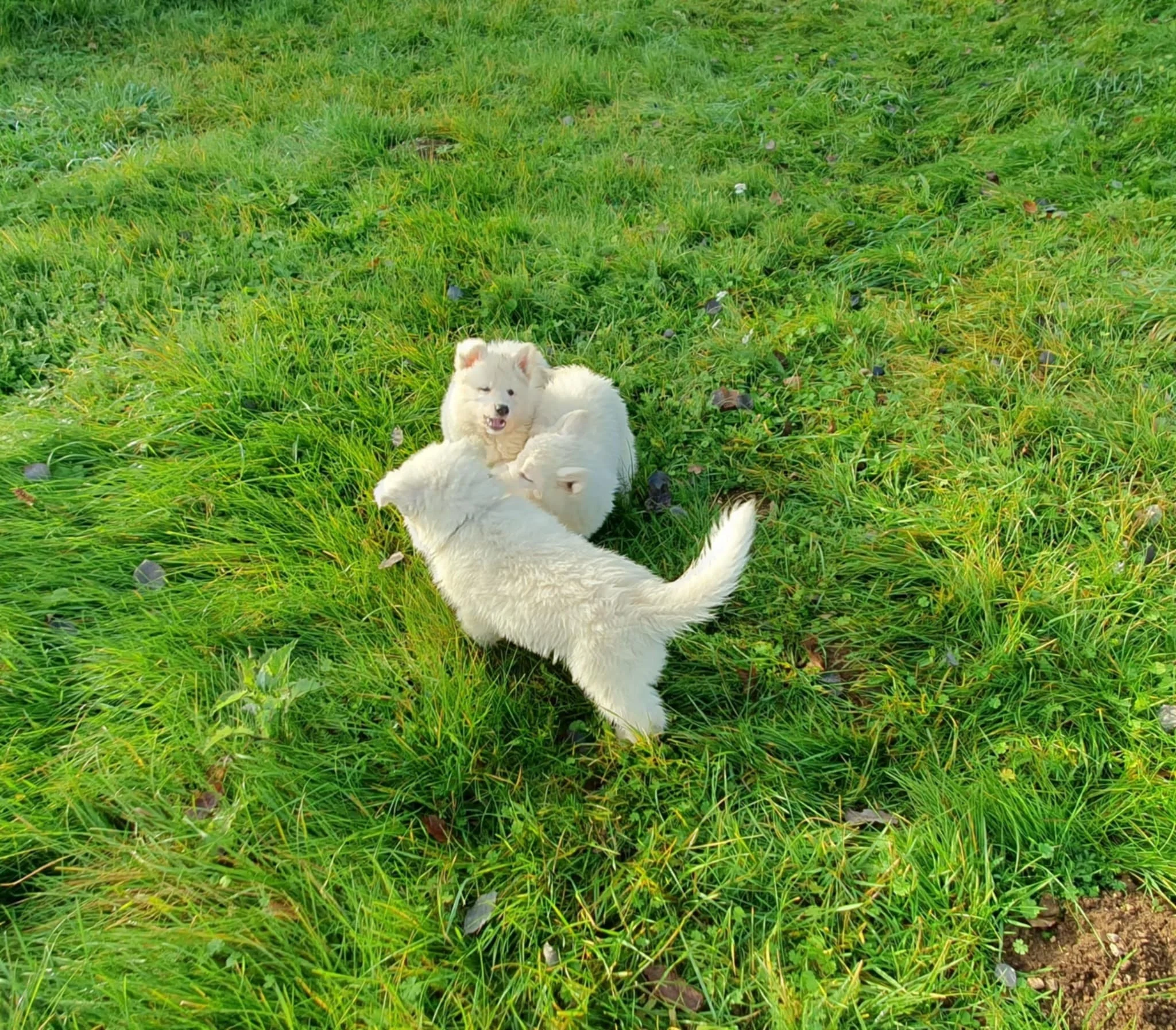 touché c'est toi le chat !