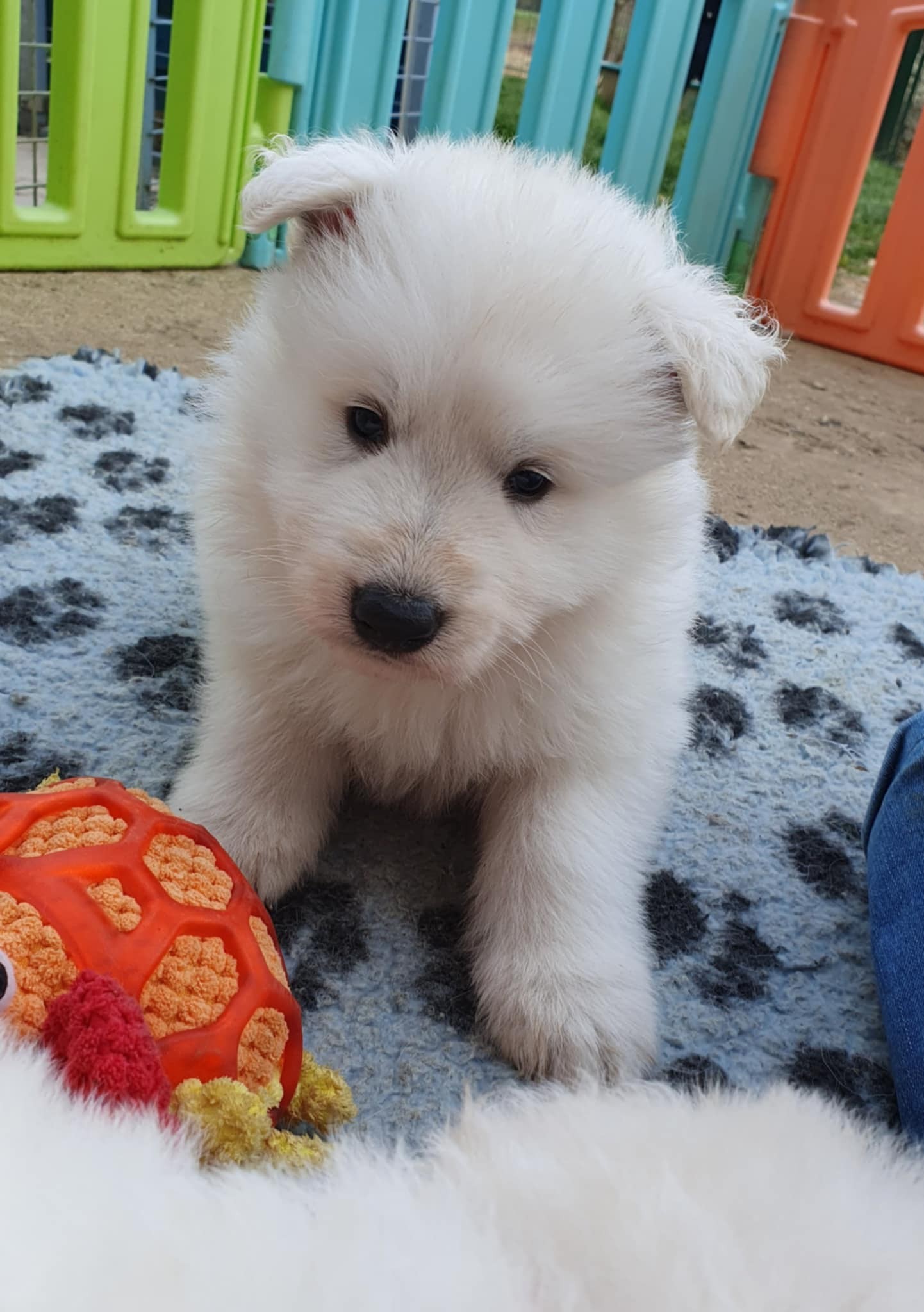 petite bouille