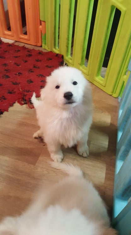 coucou