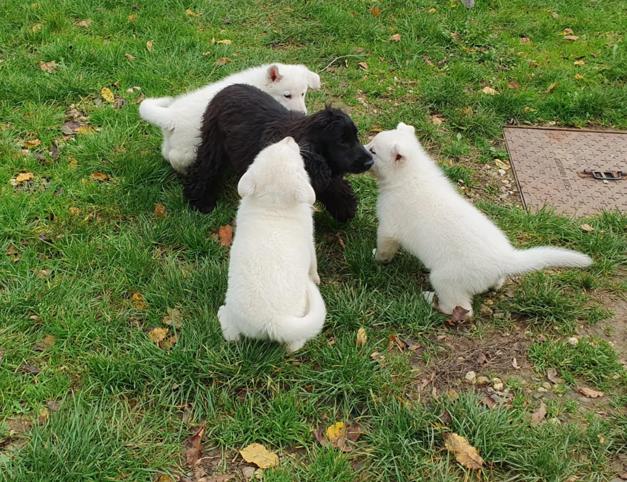 elle est pas comme nous elle !!