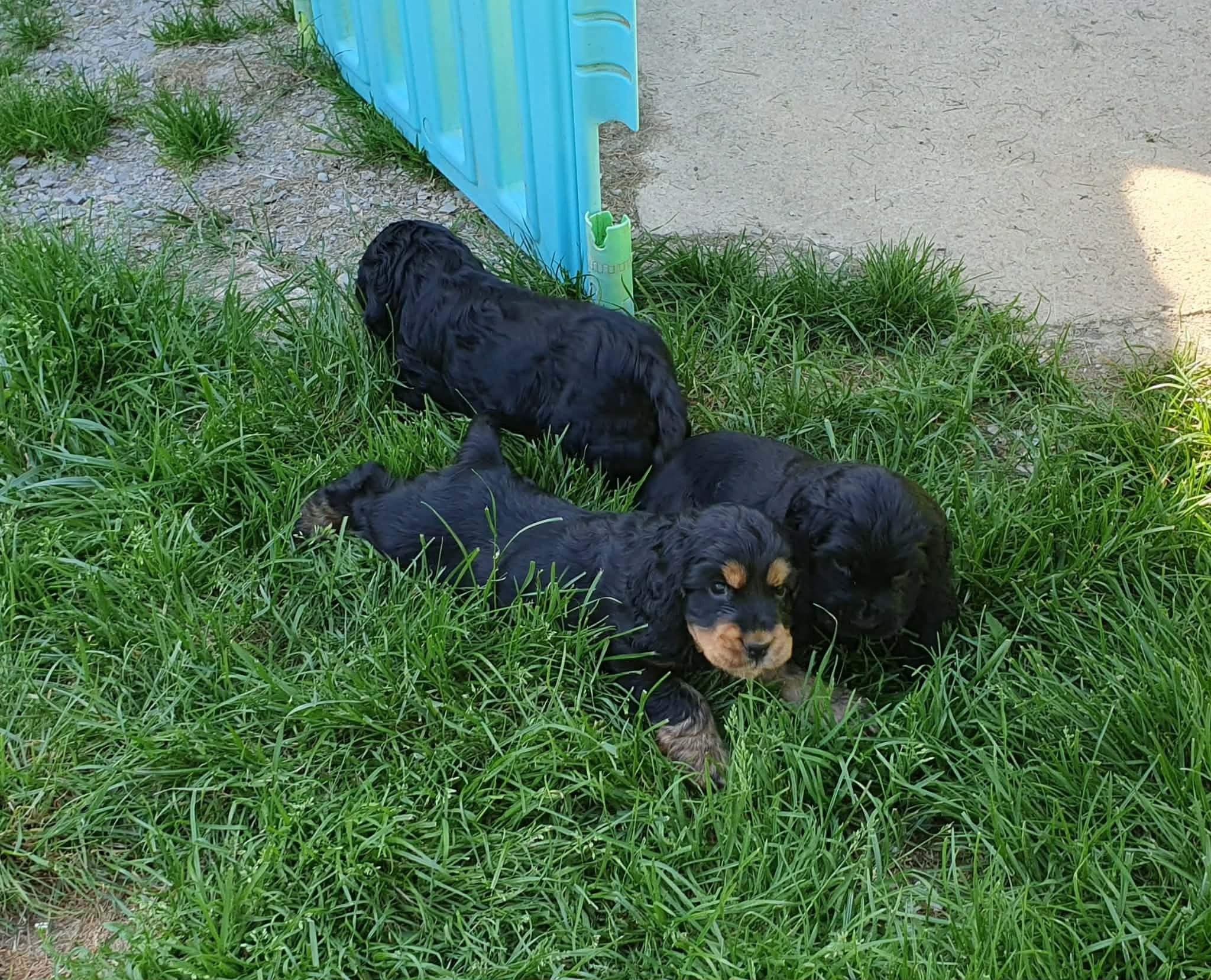 petite sieste dans l'herbe