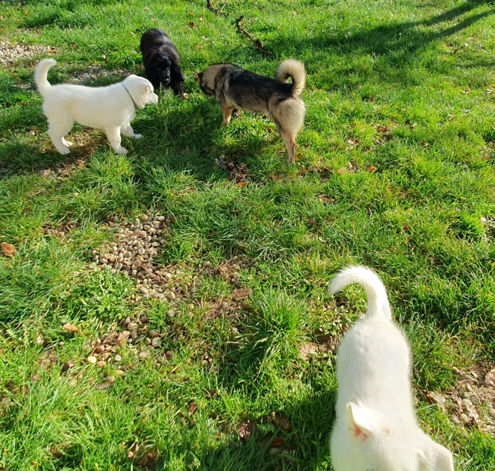 découverte d'un toutou d'un autre genre 