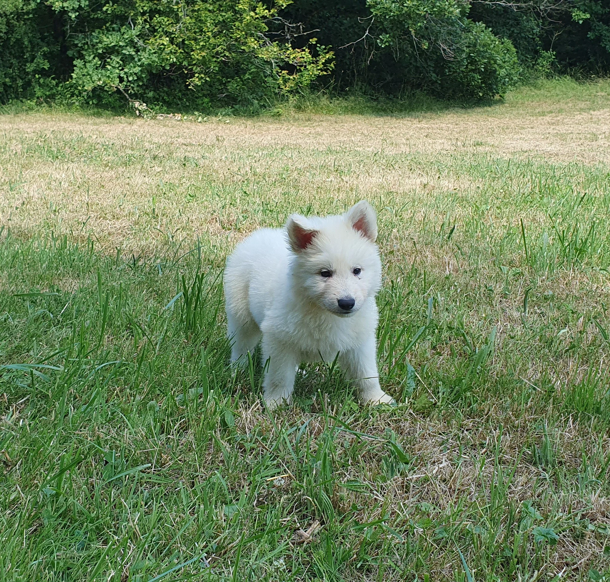 petit bouille 