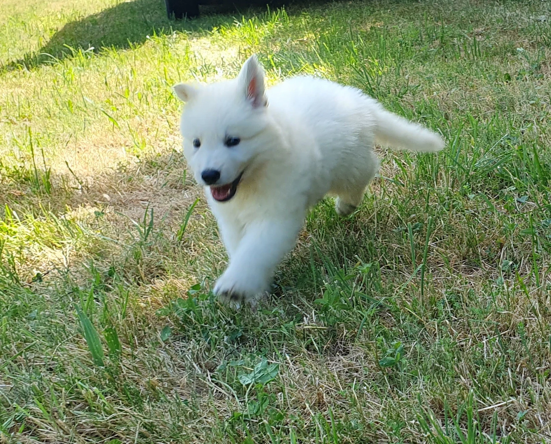 coucou 
