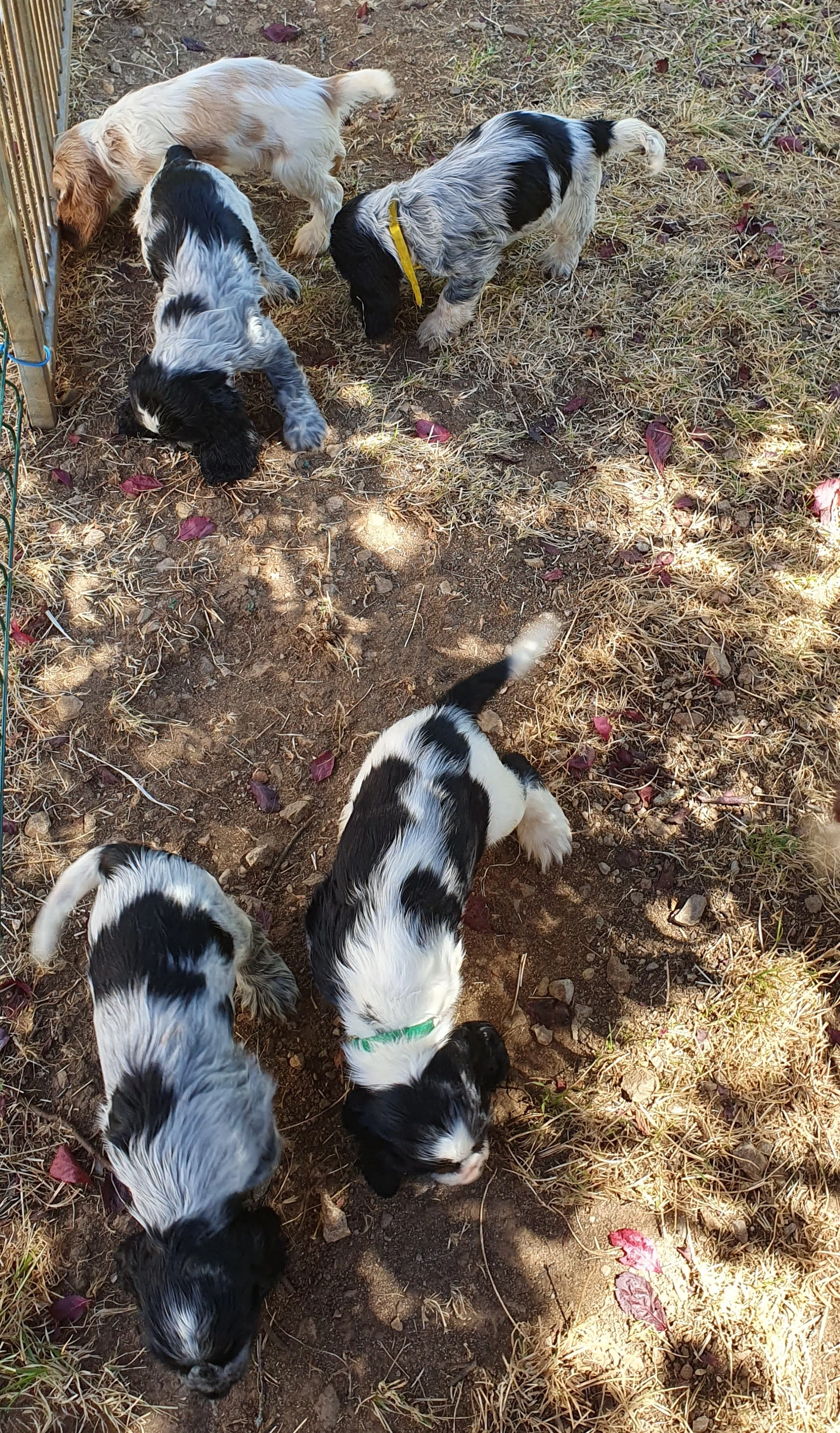 les truffes marchent aussi très bien dehors !