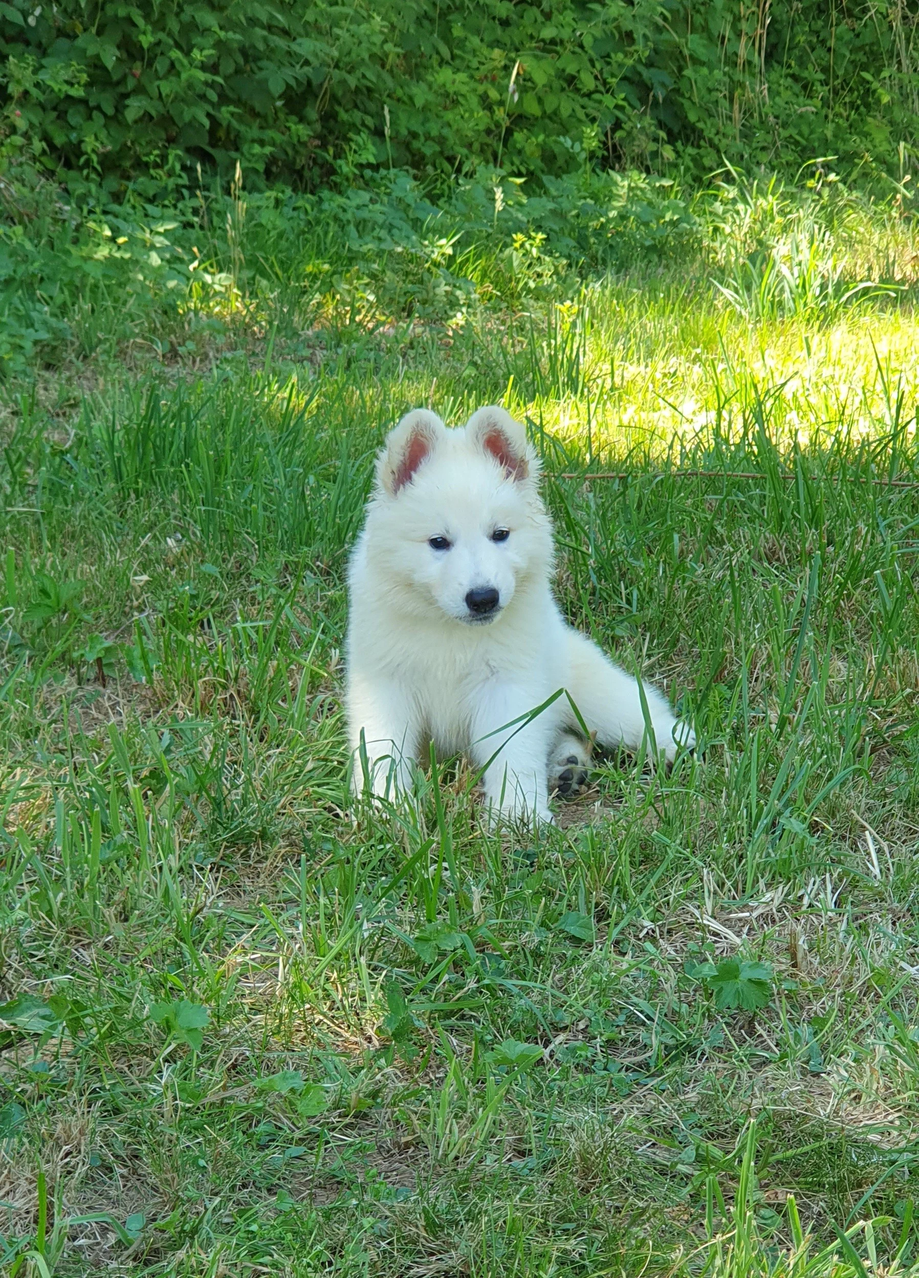 je pose