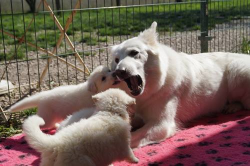 attaque de maman