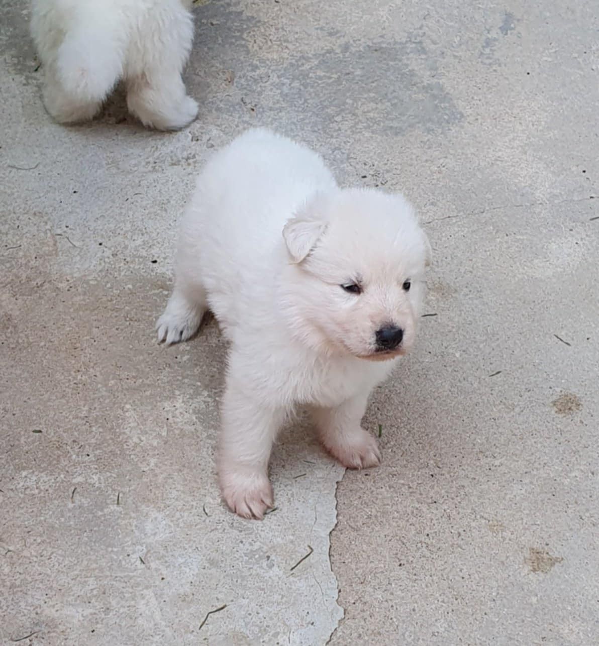 petite bouille