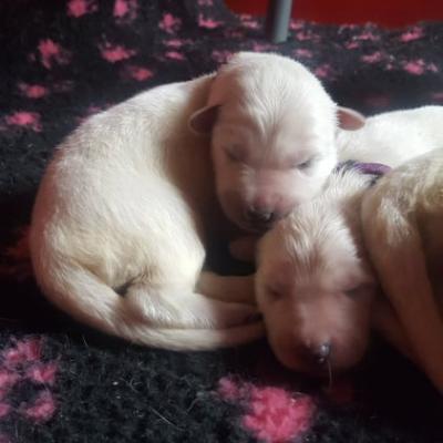 petites bouilles