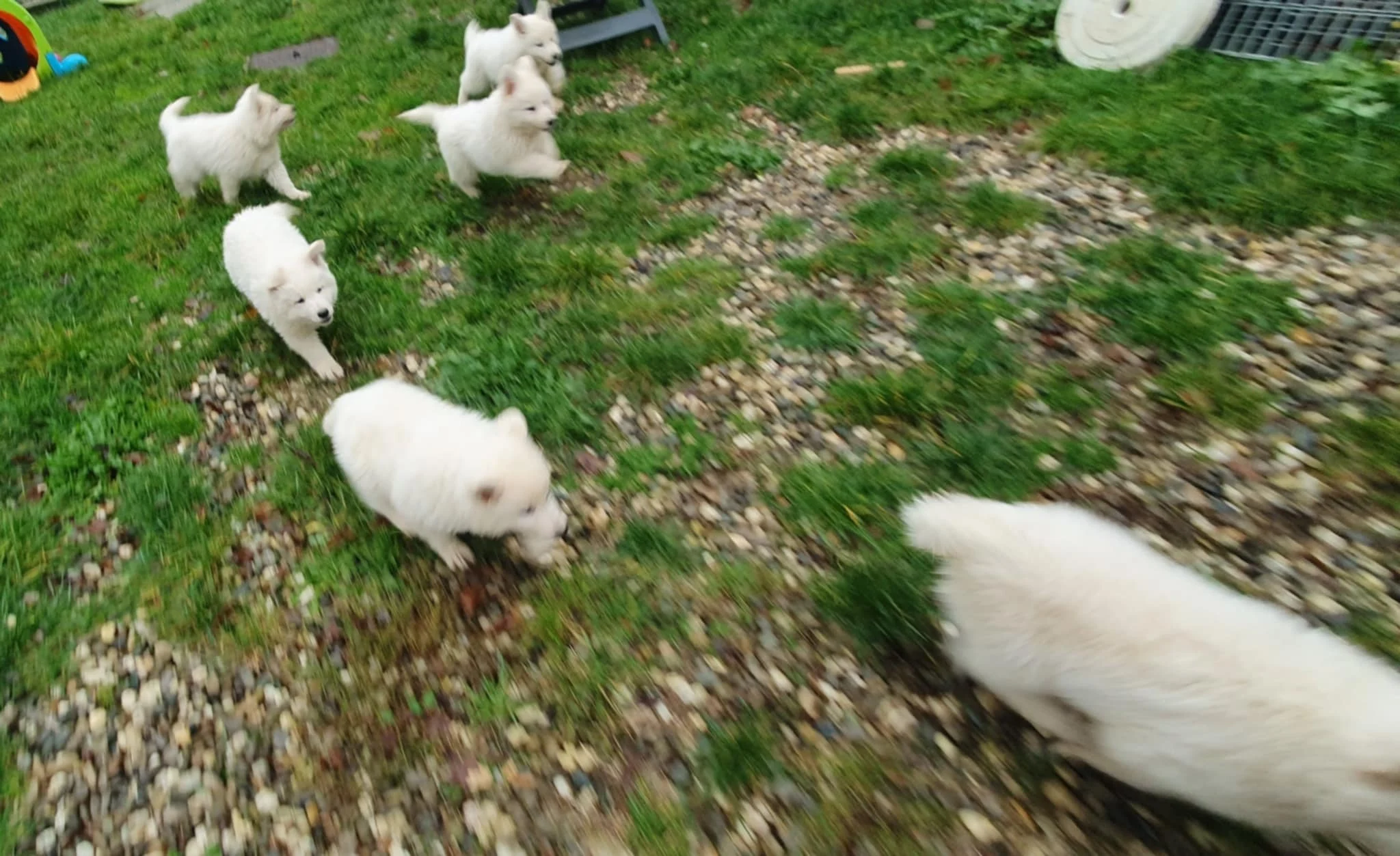 trop rapide pour la mise au point !