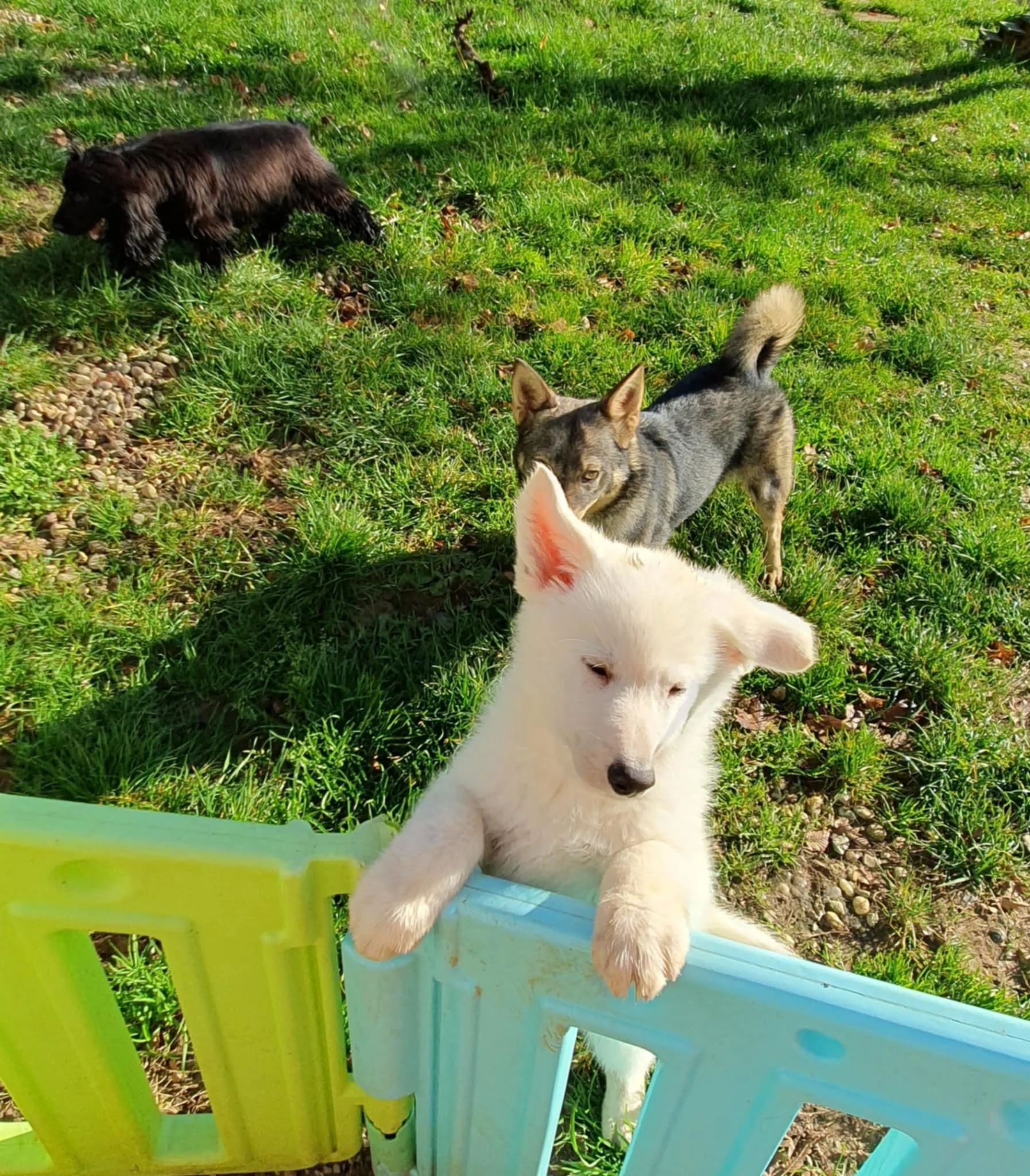 Tiloup n'était pas d'humeur très joueuse 