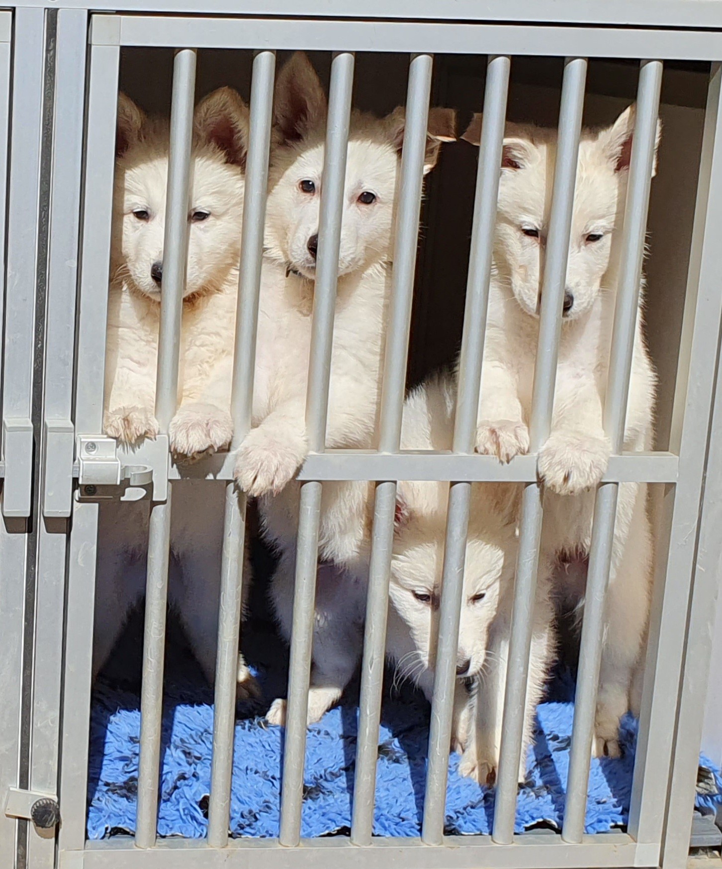 les 4 garçons