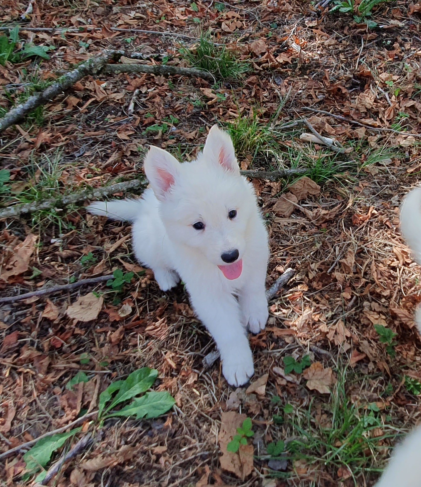petite bouille 