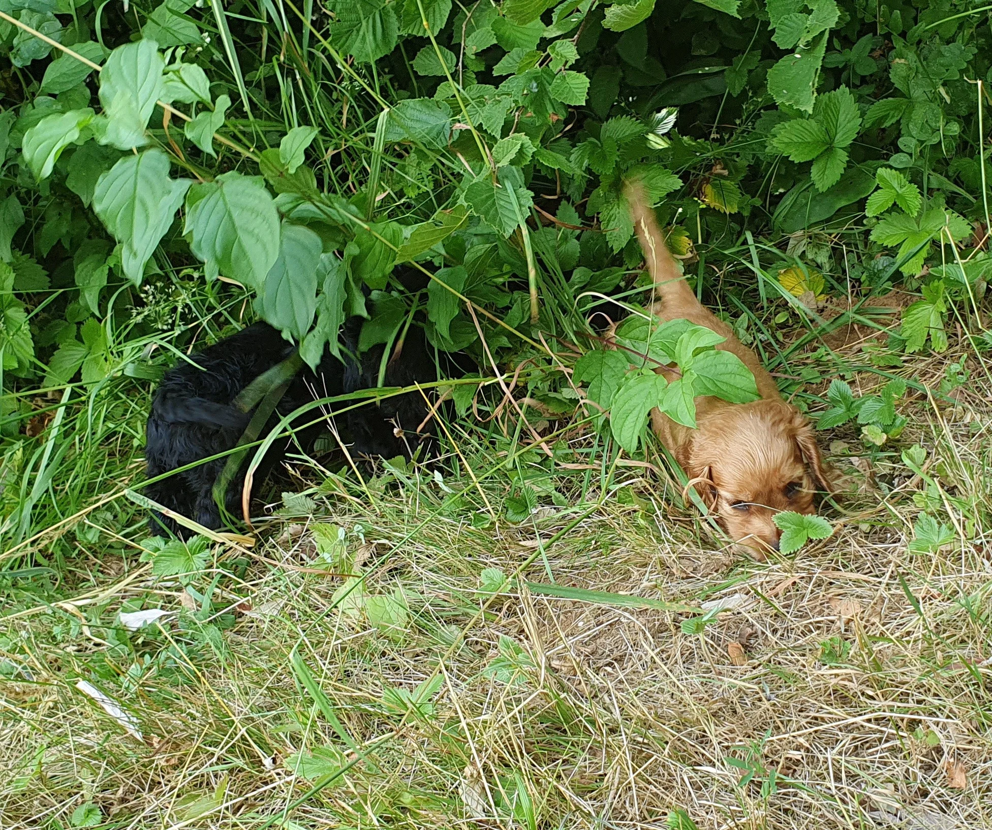 caché dans le bois 