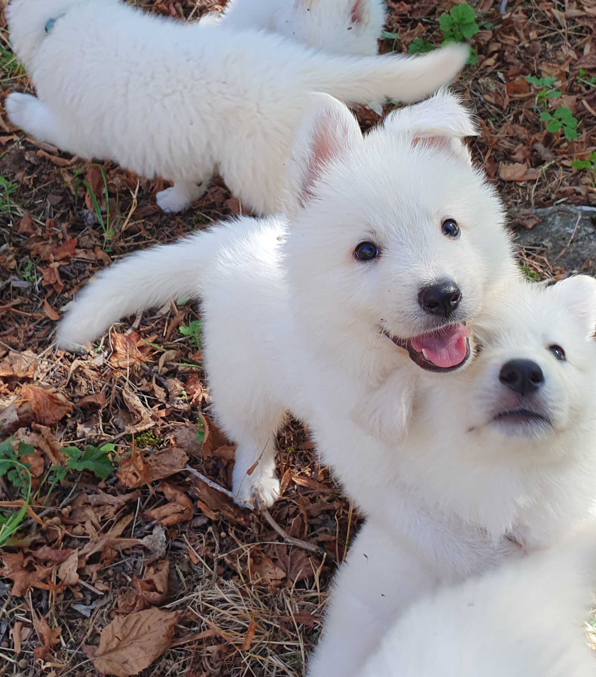 photo calin 