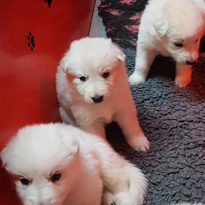 4 semaines les petites bouilles