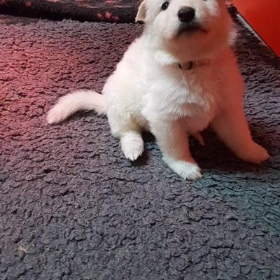 petit choux
